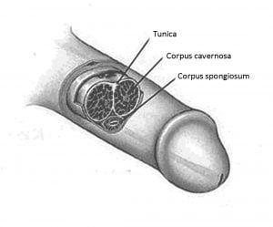 tunica, cospus cavernosa and corpus spongiosum location