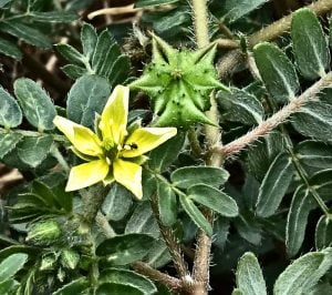 tribulus terristris plant and flower